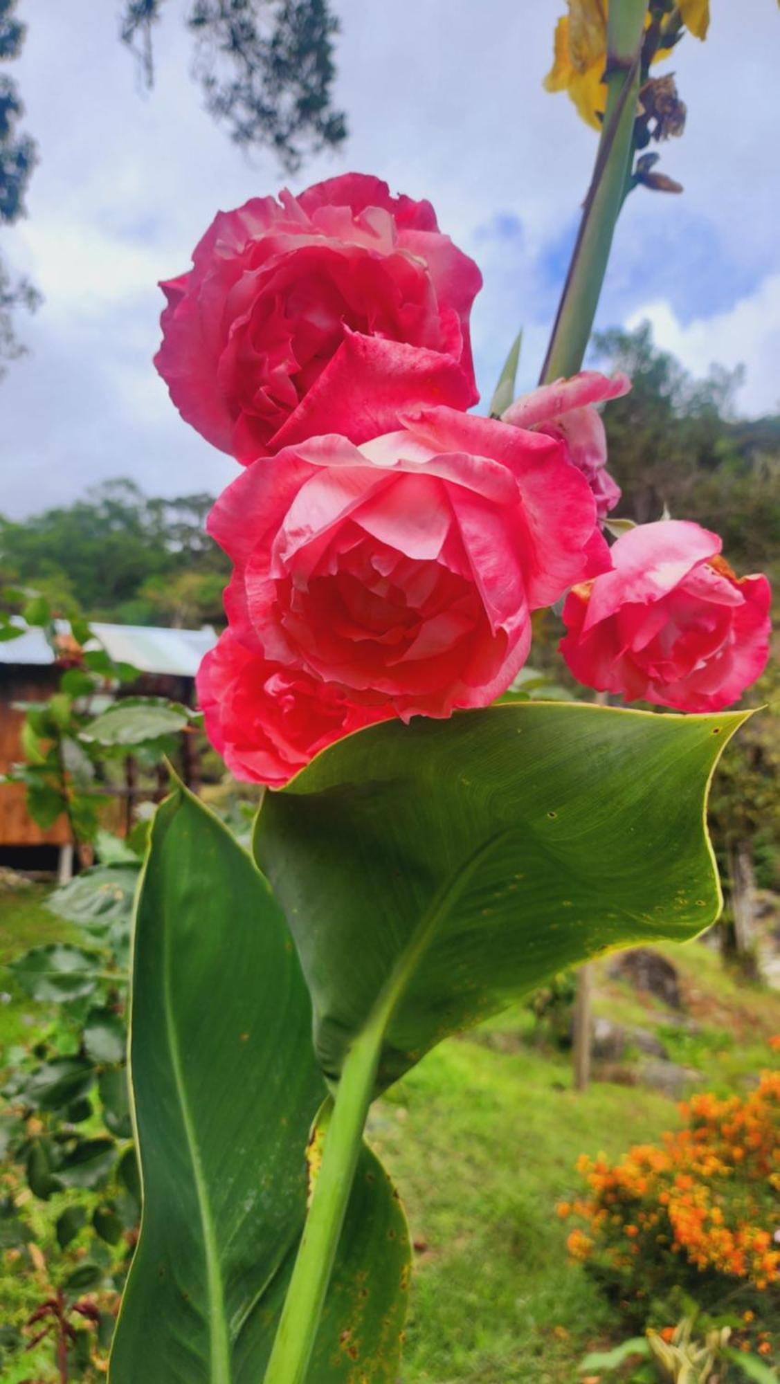 Hospedajes Richie Eco Camp Providencia المظهر الخارجي الصورة